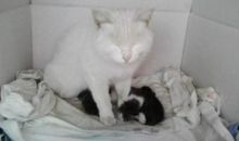 惨死的猫_1500字