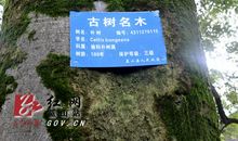 关爱生物——读《给古树做身份证》有感_500字