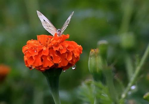 我心中最辉煌的花_700字