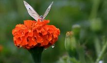 心中最灿烂的一朵花_700字