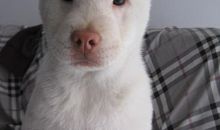 一只小白狗_150字