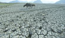 关于干旱的作文：如果我是一只鸟（旱灾感想）_450字