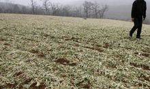 关于干旱的作文：我是旱灾里的小麦苗_650字