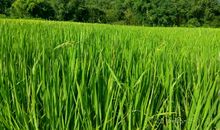 阳山体验生活_650字