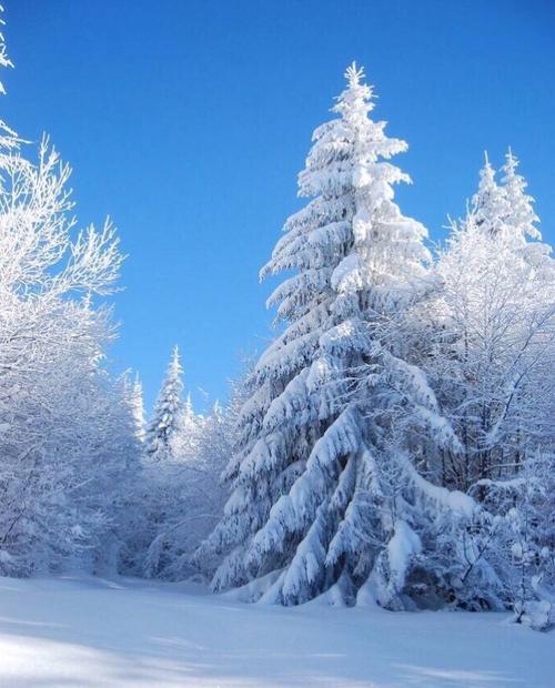 我是冬天的使者 - 雪_550字