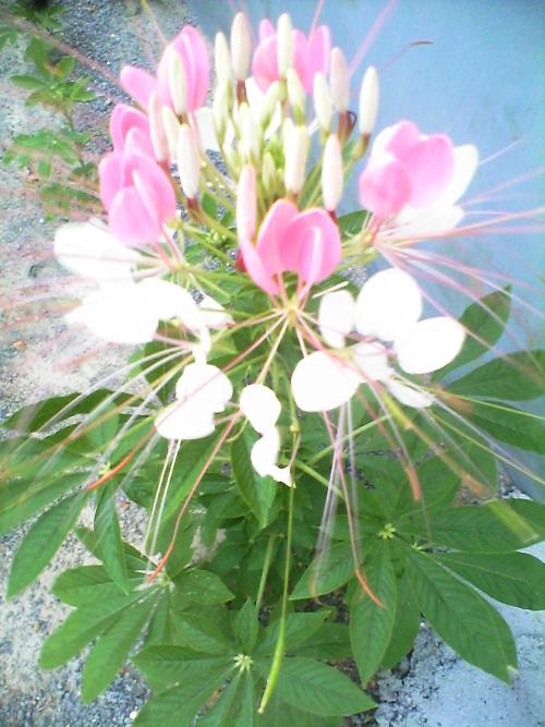 我的“花”妹妹_500字