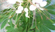 我的“花儿”妹妹_500字