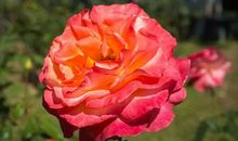 让生命开出灿烂花朵_450字