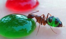 蚂蚁的秘密_650字