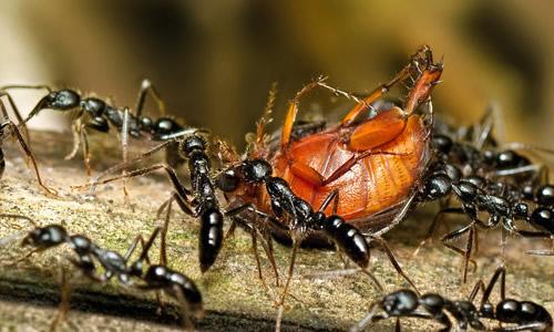 United Ant _500字