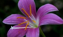 四年级作文：莲儿与红玉_1500字