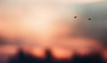 在幸福的天空飞翔_750字