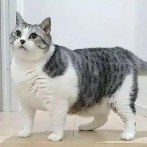 小家庭小猫_600字