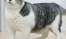 姥姥家的小猫_600字