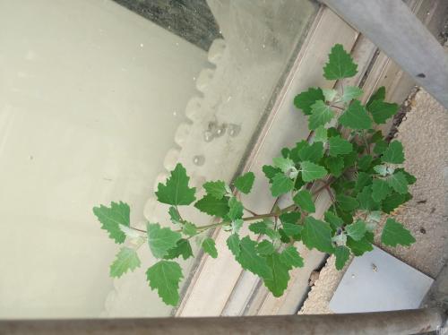 他不知道这种种子如何神奇。在第一天，它萌芽;第二天，它长了很多;在第三天，树干已经被截断......一年后，它已经成长为一棵大树，它的种子覆盖着一半的沙漠。经过多年后，这种快速的沙漠完全变成了森林。