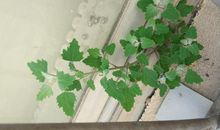 生命的缝隙_600字