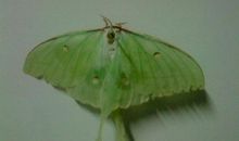 如果我是一只蛾_400字