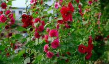 描写“春天”的佳句汇总