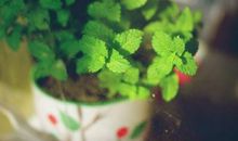 送你一束柠檬草_550字