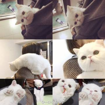 我和我的猫狗朋友_550字
