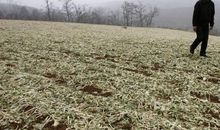 关于干旱的作文：旱灾作文_600字