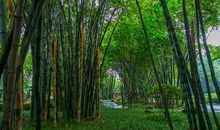 初三写景作文：第一场春雨降临了_650字