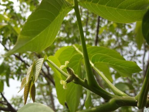 核桃树与假花生树_250字