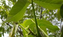 核桃树与假花生树_250字