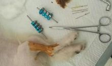 我和猫的不解之缘_900字