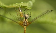 勇敢的蜘蛛_500字