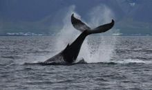 动物旅游团_800字