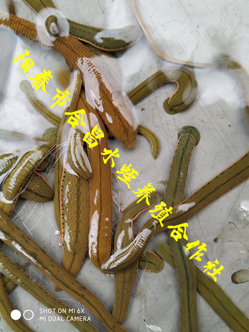 还有人们明白他并没有说货物正在说“错误”。谁错了，这是看到仁慈的问题！