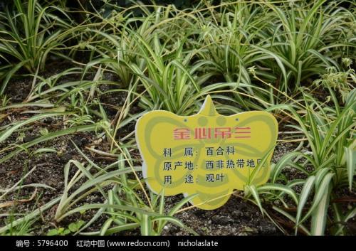 丑陋的