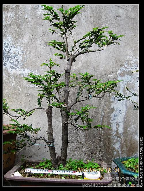 今年的黑洞是金沙河的真实来源！每一个雨季，沙子gol在黑色的嵩山中将沿着石材缝流入黑洞。然后流入金沙河作为水。金沙河没有沙子，这是因为暗洞是密封的。