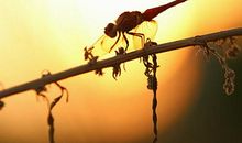 香山侠士吴乐田