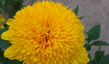 [寒假PK赛]老屋前的向日葵_1200字