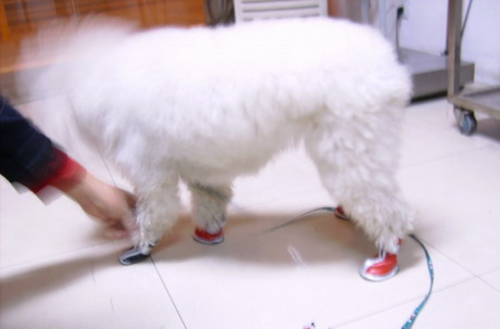 小猫和小狗_350字