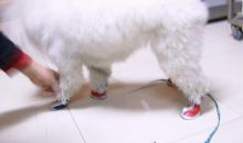 小猫和小狗_350字