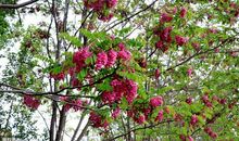 植物好段好句：描写植物的好段佳句_800字