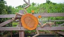 美丽的花园_350字