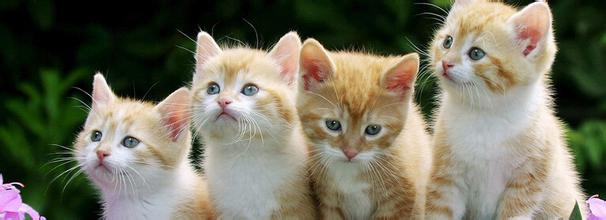 贪婪的小猫_500字