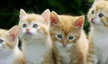 贪吃的小猫_500字