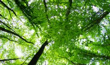 美丽的树林_350字