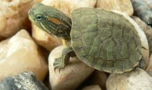 [PK赛]关于动物的作文：两只巴西龟_400字