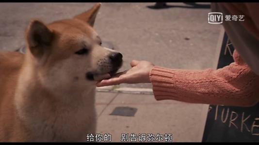 三次观点后：“忠诚的狗八公共”观点_1200字