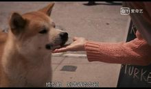 高三观后感：《忠犬八公》观后感_1200字