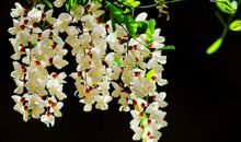 五月槐花香_900字