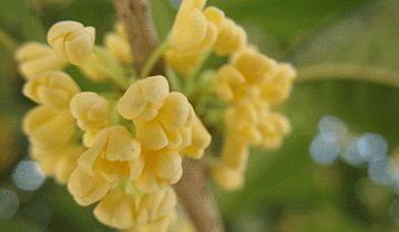 描述桂花的隐喻
