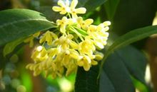 描写桂花的拟人句