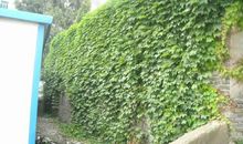 关于爬山虎的比喻句